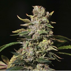 TNT KUSH · Eva Seeds · semi...