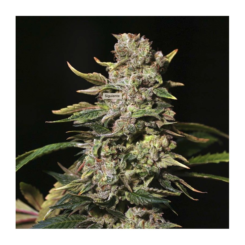 TNT KUSH · Eva Seeds · sementes de maconha · Fem