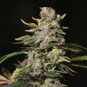 TNT KUSH · Eva Seeds · graines de cannabis · Fem