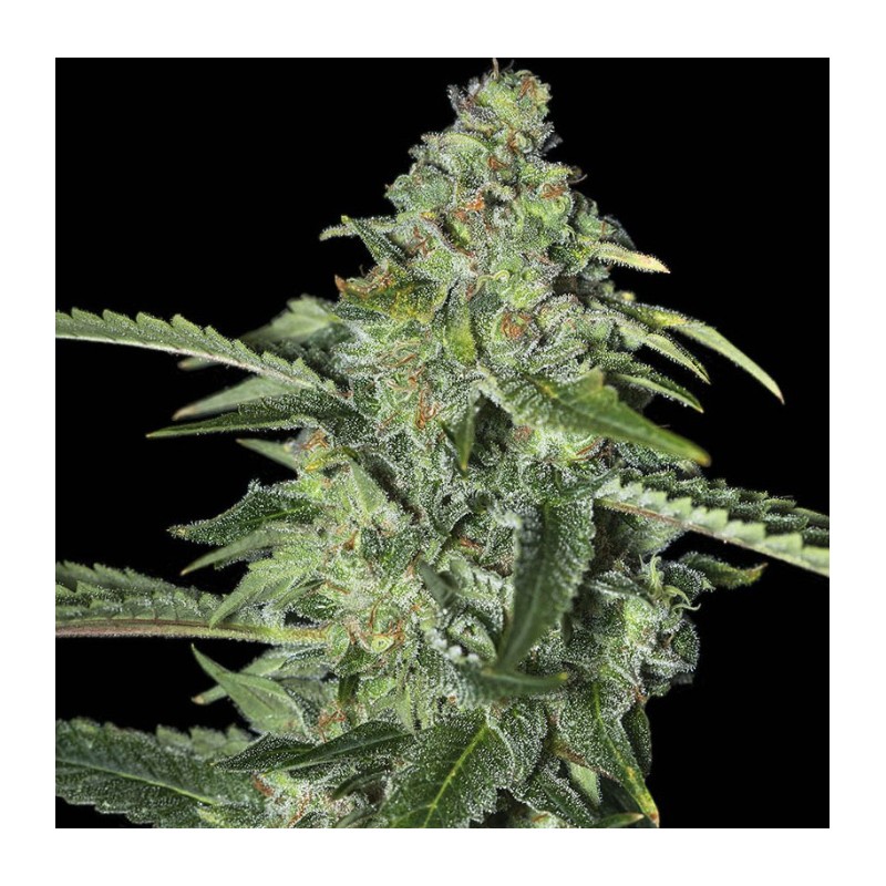 TNT KUSH CBD · Eva Seeds · sementes de maconha · Fem
