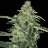 TNT KUSH CBD · Eva Seeds · kenevir tohum · Disi · Fem
