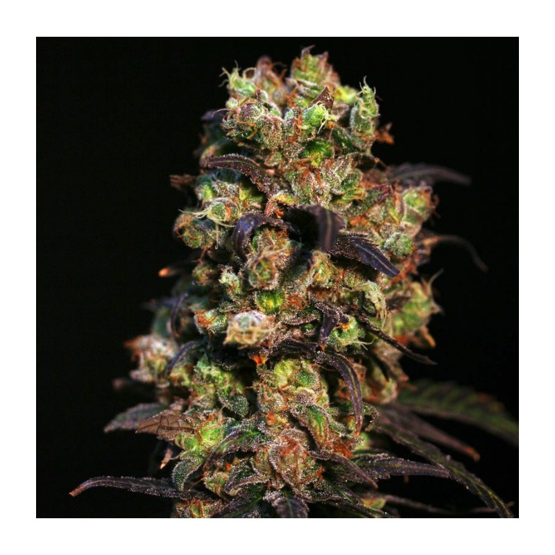 PINK PLANT · Eva Seeds · kenevir tohum · Disi · Fem