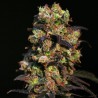 PINK PLANT · Eva Seeds · graines de cannabis · Fem