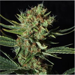 ONLY CBD · Eva Seeds ·...
