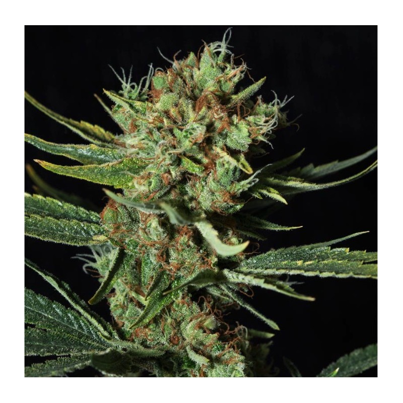 ONLY CBD · Eva Seeds · graines de cannabis · Fem