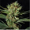 ONLY CBD · Eva Seeds · graines de cannabis · Fem