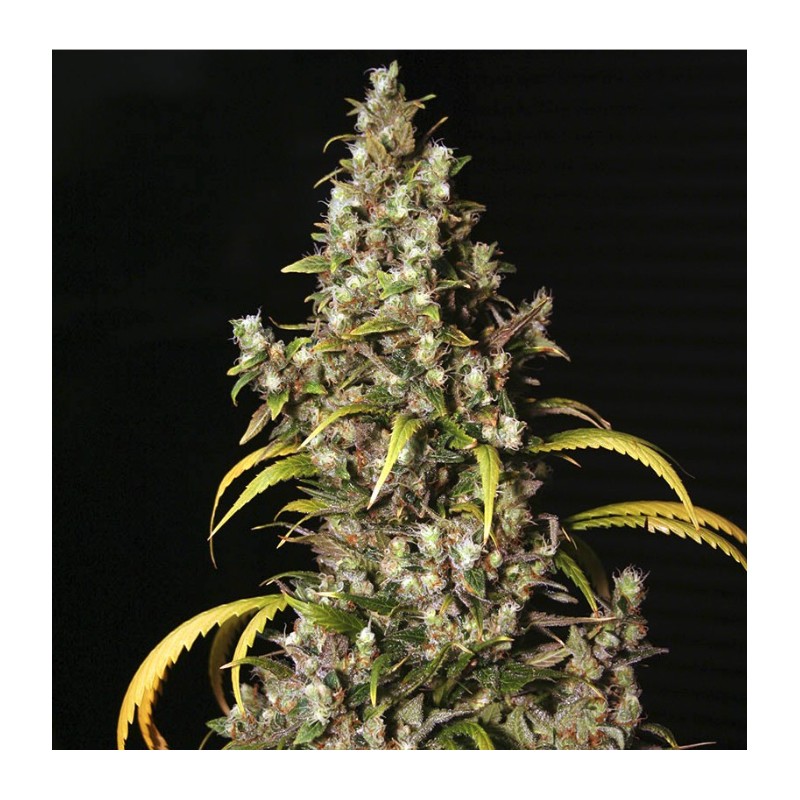 MONSTER · Eva Seeds · cannabis samen  · Fem