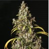 MONSTER · Eva Seeds · cannabis samen  · Fem