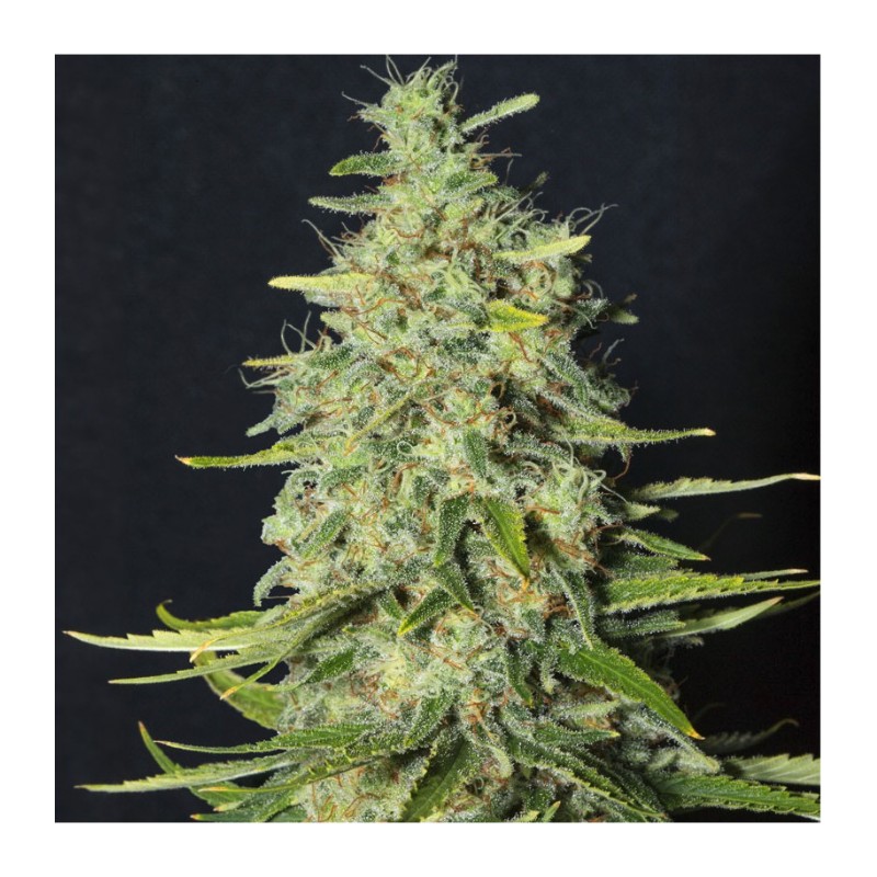 MONSTER CBD · Eva Seeds · semillas de marihuana · Fem