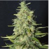 MONSTER CBD · Eva Seeds · graines de cannabis · Fem