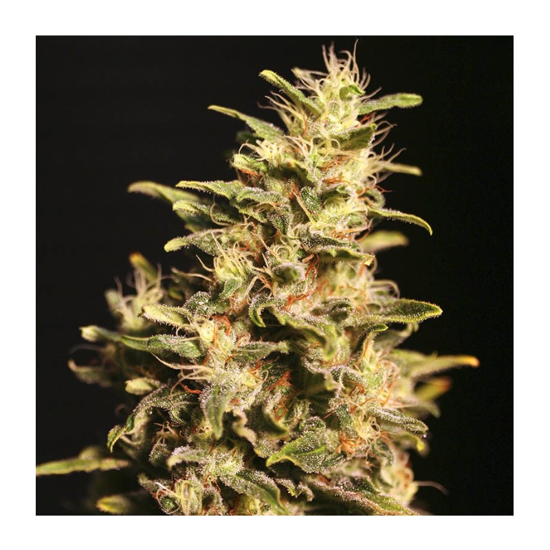 MISSING IN BARCELONA · Eva Seeds · sementes de maconha  · Fem