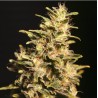 MISSING IN BARCELONA · Eva Seeds · kaufen cannabis samen  · Fem