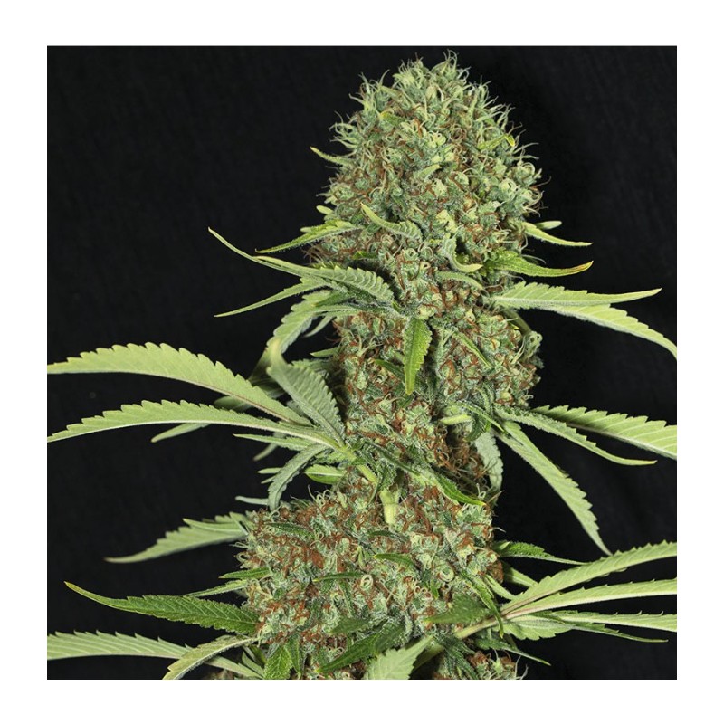 JAMAICAN DREAM · Eva Seeds · graines de cannabis · Fem
