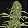 JAMAICAN DREAM · Eva Seeds · graines de cannabis · Fem