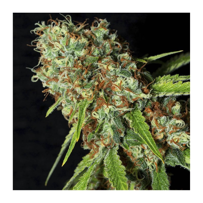 JAMAICAN DREAM CBD · Eva Seeds · kenevir tohum · Disi · Fem