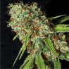 JAMAICAN DREAM CBD · Eva Seeds · semillas de marihuana · Fem