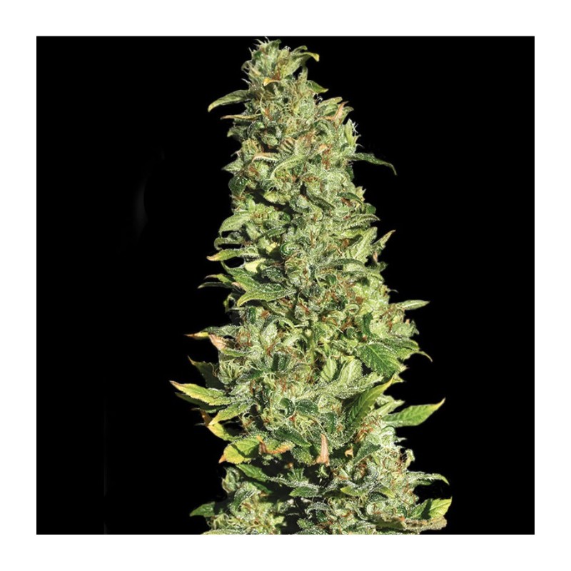 HIGH LEVEL · Eva Seeds · kaufen cannabis samen seeds · Fem