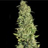 HIGH LEVEL · Eva Seeds · graines de cannabis · Fem
