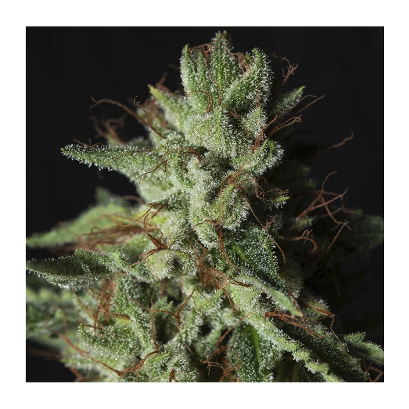 GORILLA CANDY · Eva Seeds · graines de cannabis · Fem