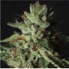 GORILLA CANDY · Eva Seeds · graines de cannabis · Fem