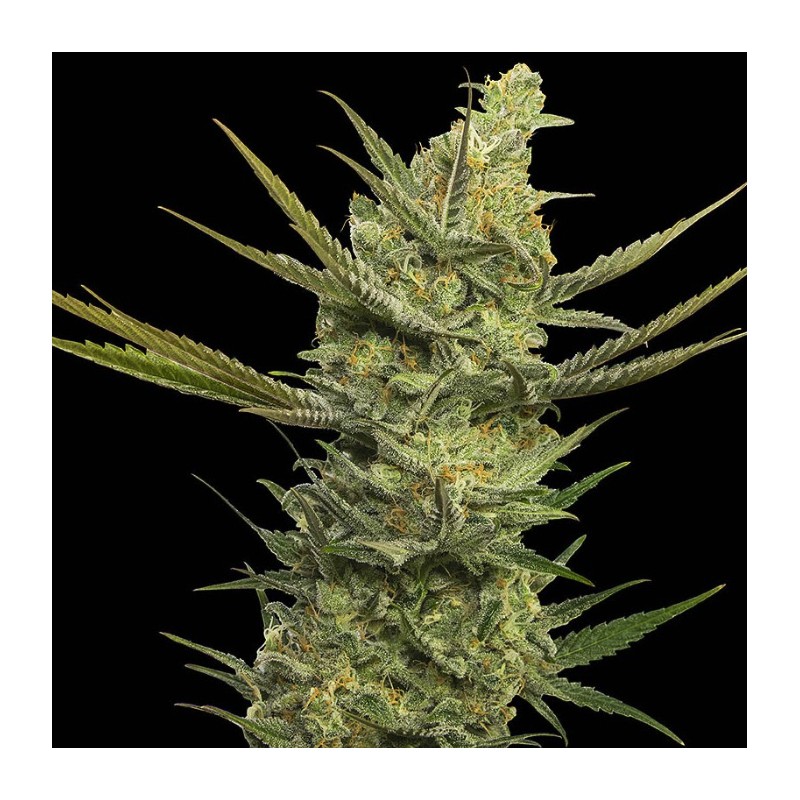 GIPSY HAZE · Eva Seeds · kenevir tohum · Disi · Fem