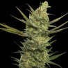 GIPSY HAZE · Eva Seeds · kenevir tohum · Disi · Fem