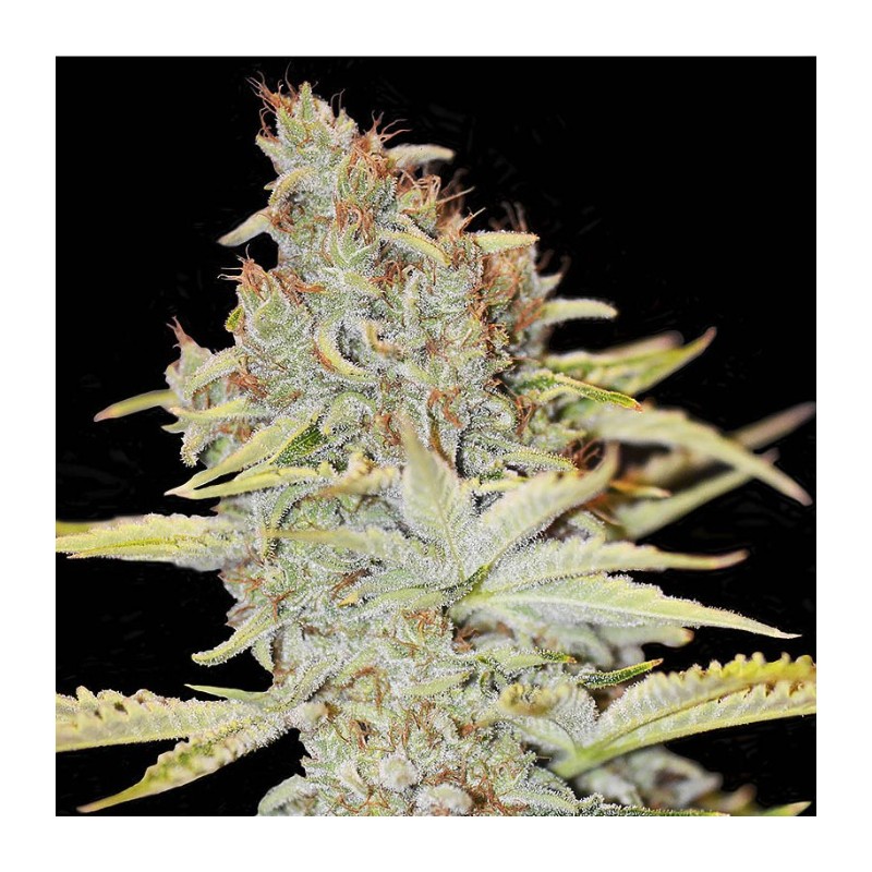 FURIOUS CANDY · Eva Seeds · semillas de marihuana · Fem