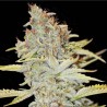 FURIOUS CANDY · Eva Seeds · sementes de maconha · Fem