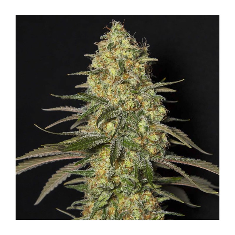 BLACK DREAM · Eva Seeds · sementes de maconha  · Fem