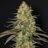 BLACK DREAM · Eva Seeds · kenevir tohum · Disi  · Fem
