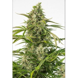 CHEESE CBD AUTO · Dinafem ·...