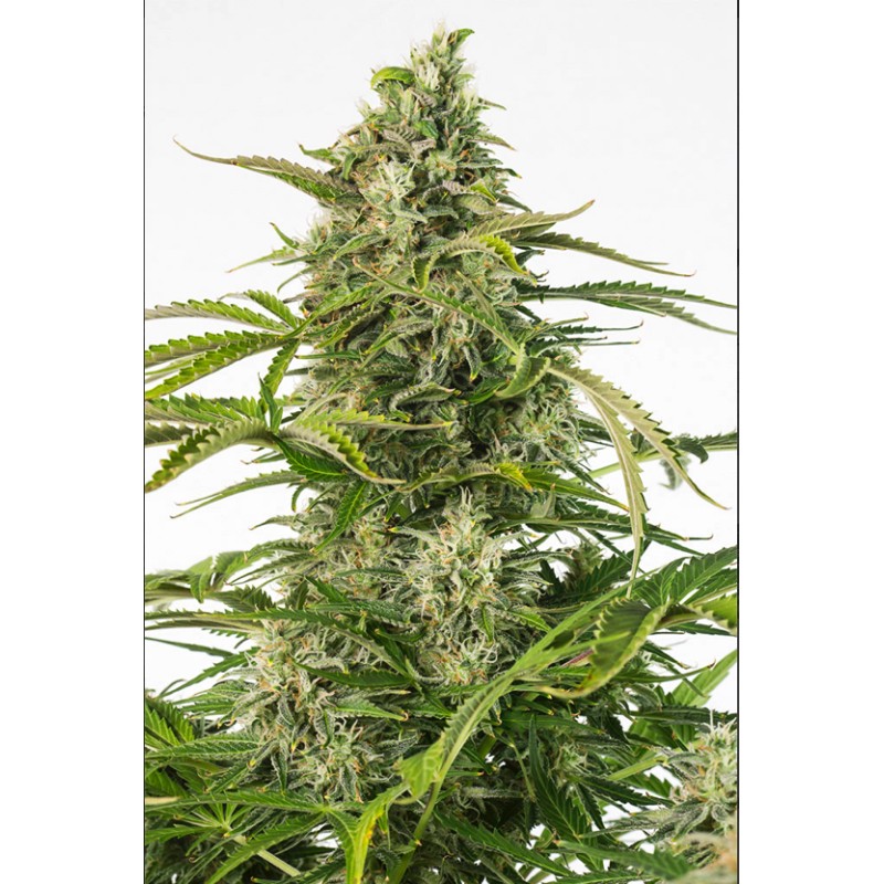 CHEESE CBD AUTO · Dinafem · cannabis samen · AutoFem
