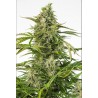 CHEESE CBD AUTO · Dinafem · cannabis samen · AutoFem