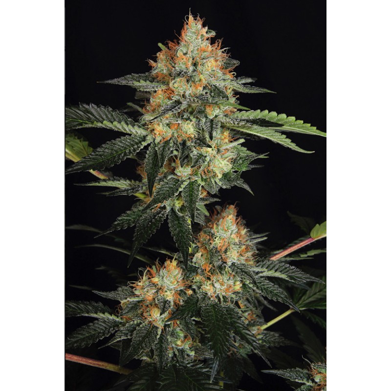 DINACHEM · Dinafem · semillas de marihuana  · Fem