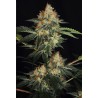 DINACHEM · Dinafem · graines de cannabis  · Fem