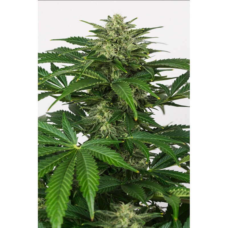HAZE AUTO CBD · Dinafem · kenevir tohum · Disi  · AutoFem