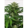 HAZE AUTO CBD · Dinafem · semillas de marihuana  · AutoFem