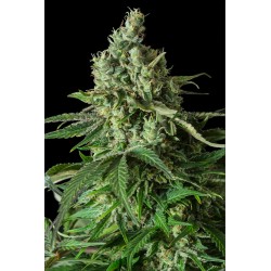 MOBY DICK CBD · Dinafem ·...
