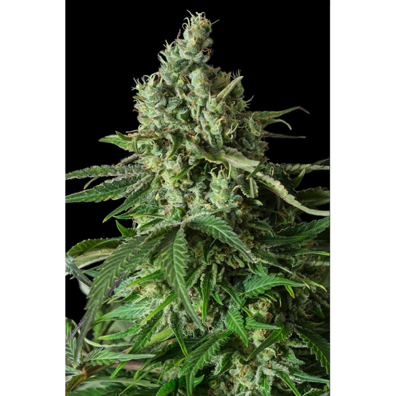 MOBY DICK CBD · Dinafem · semi di canapa · Fem