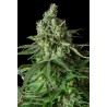 MOBY DICK CBD · Dinafem · semi di canapa · Fem