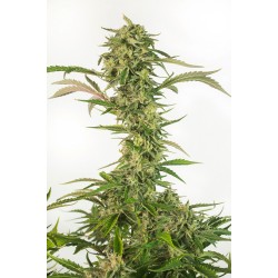 OG KUSH AUTO CBD · Dinafem...