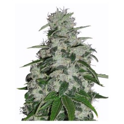 BLUEBERRY · Dr Green Seeds...