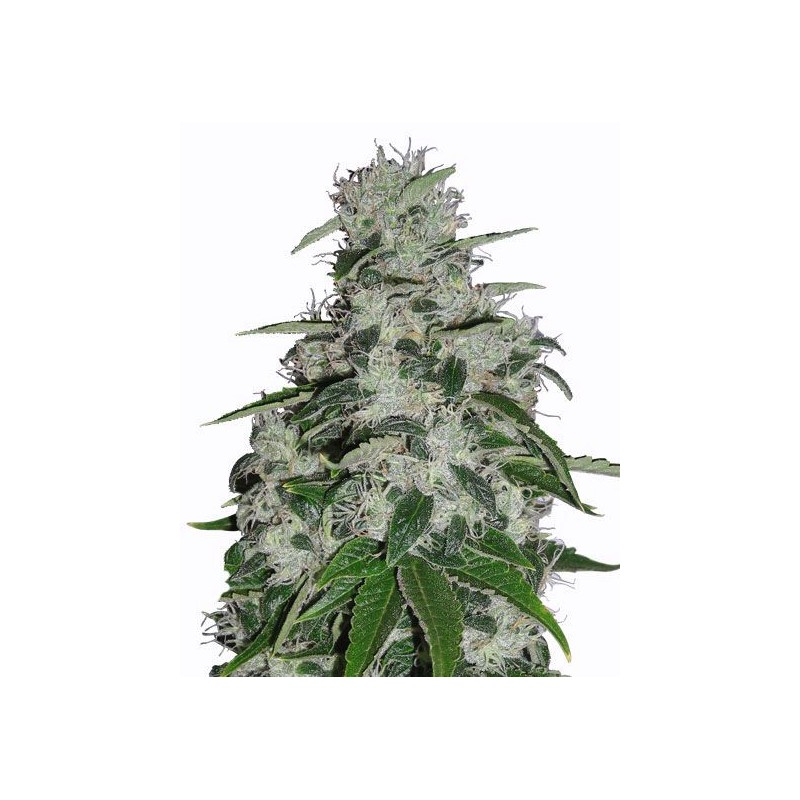 BLUEBERRY · Dr Green Seeds · sementes de maconha a granel · Fem