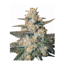 AUTO BLUEBERRY · Dr Green...