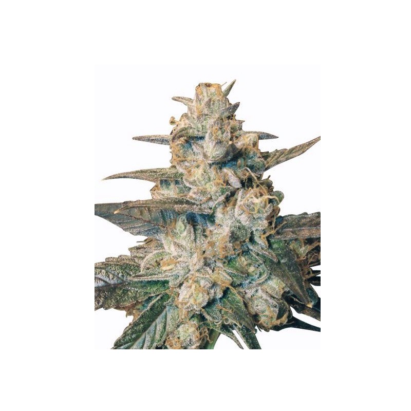 AUTO BLUEBERRY · Dr Green Seeds · semi di canapa all ingrosso · AutoFem