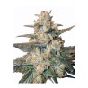 AUTO BLUEBERRY · Dr Green Seeds · bulk cannabis samen  · AutoFem