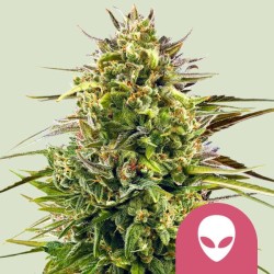 ALIEN OG · Royal Queen...