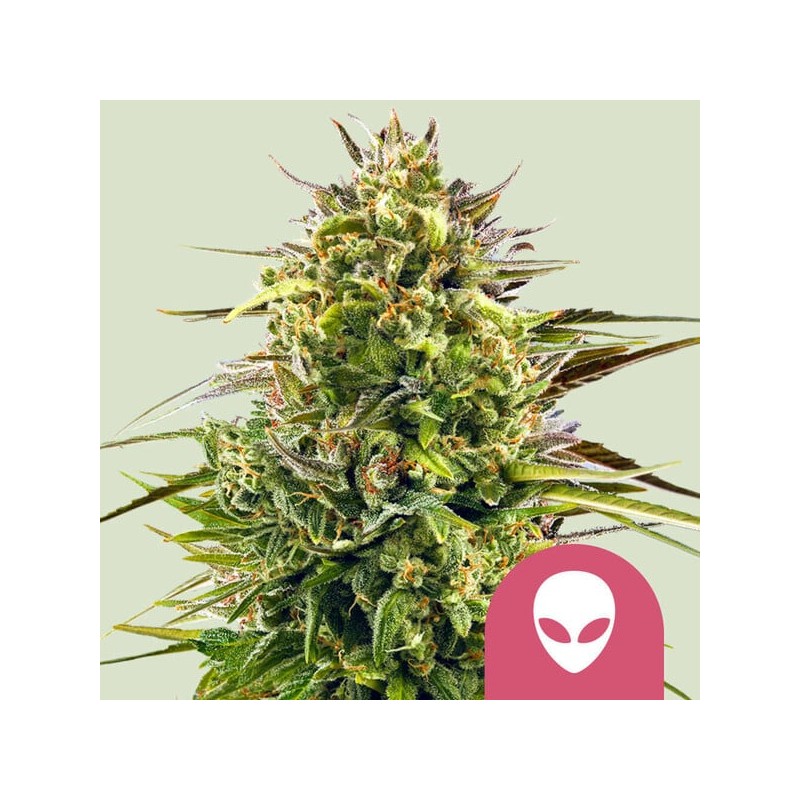 ALIEN OG · Royal Queen Seeds · graines de cannabis · Fem