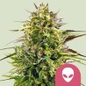 ALIEN OG · Royal Queen Seeds · sementes de maconha · Fem