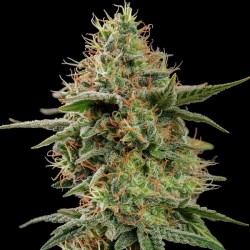 APPLE FRITTER · Royal Queen...